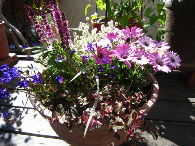 今年の草花の寄せ植え
